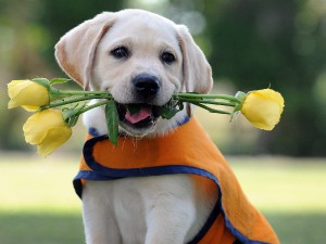 cute-little-dog-with-yellow-rose-flowers.jpg